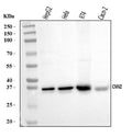 Anti-Calponin 2/CNN2 Antibody Picoband®