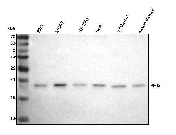 Anti-C16orf75/RMI2 Antibody Picoband®