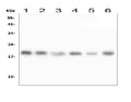 Anti-RMI2 Antibody Picoband®