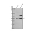 Anti-PARL Antibody Picoband®