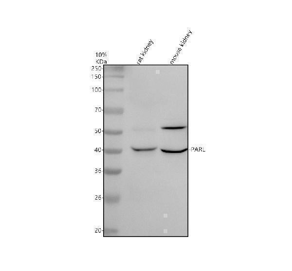 Anti-PARL Antibody Picoband®