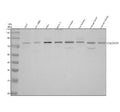 Anti-CALCOCO1 Antibody Picoband®