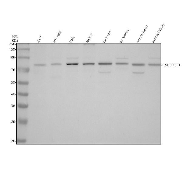 Anti-CALCOCO1 Antibody Picoband®