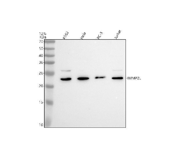 Anti-IMMP2L Antibody Picoband®