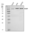 Anti-MLX-interacting protein/MLXIP Antibody Picoband®