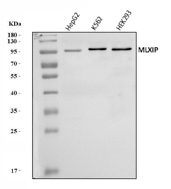 Anti-MLX-interacting protein/MLXIP Antibody Picoband®