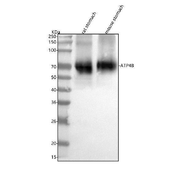 Anti-ATP4B Antibody Picoband®