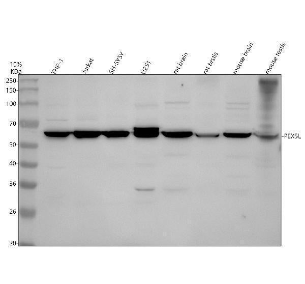 Anti-PEX5L Antibody Picoband®