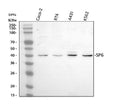 Anti-SP6 Antibody Picoband®