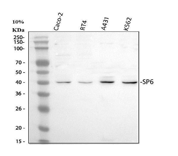Anti-SP6 Antibody Picoband®