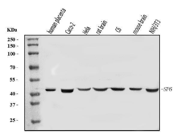 Anti-SP6 Antibody Picoband®
