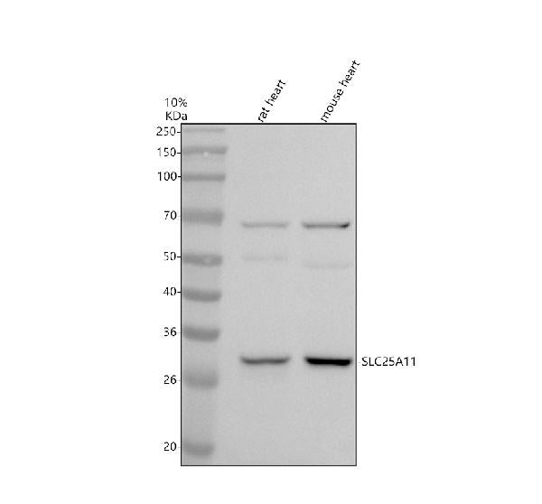 Anti-SLC25A11 Antibody Picoband®