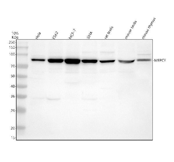 Anti-MEPCE Antibody Picoband®