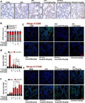 Anti-F4/80/Adgre1 Antibody