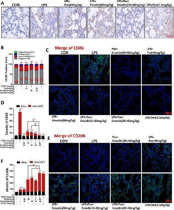 Anti-F4/80/Adgre1 Antibody