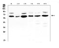 Anti-EGFL6 Antibody Picoband®