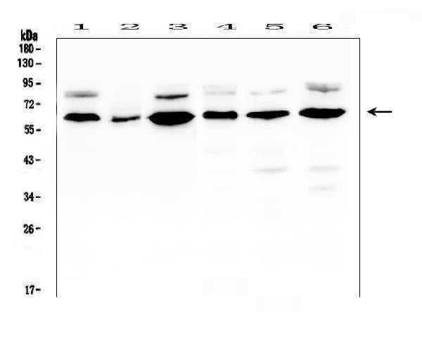 Anti-EGFL6 Antibody Picoband®