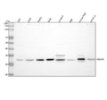 Anti-HIBADH Antibody Picoband®
