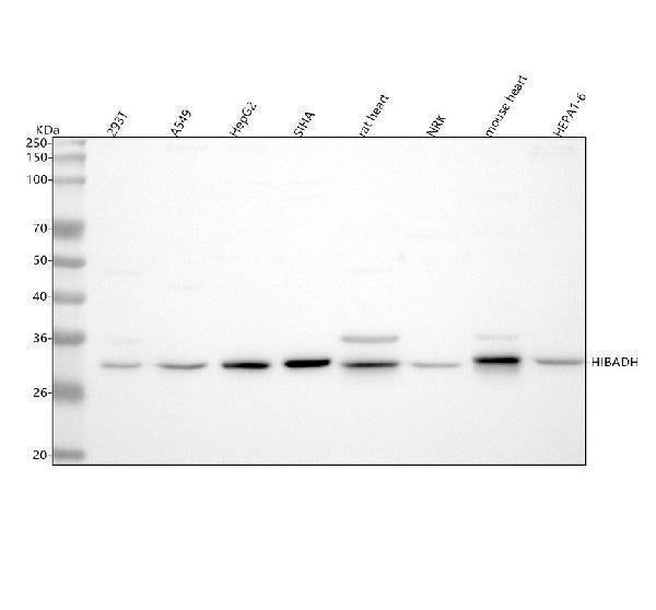 Anti-HIBADH Antibody Picoband®