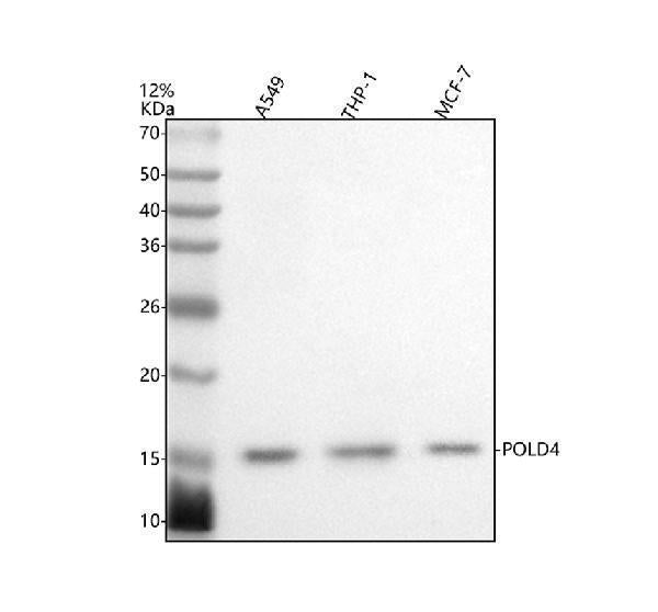 Anti-POLD4 Antibody Picoband®