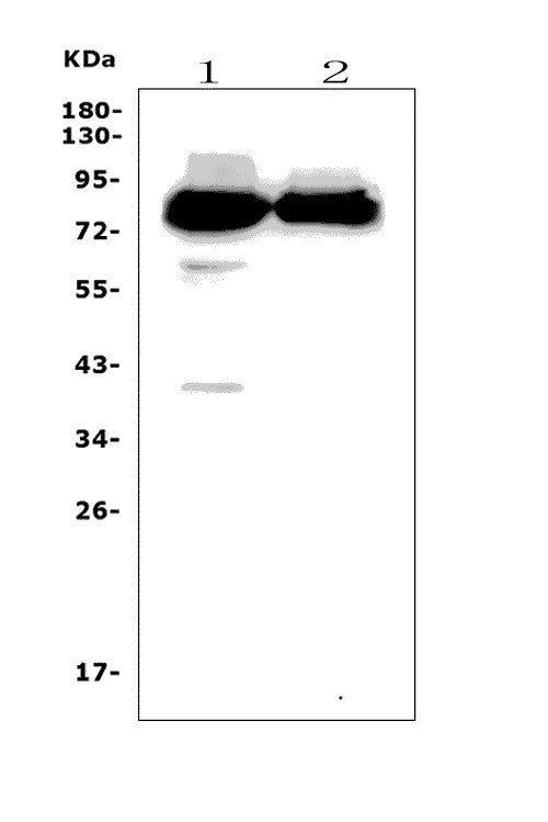 Anti-PPM1E Picoband® Antibody
