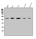 Anti-SEZ6L Antibody Picoband®