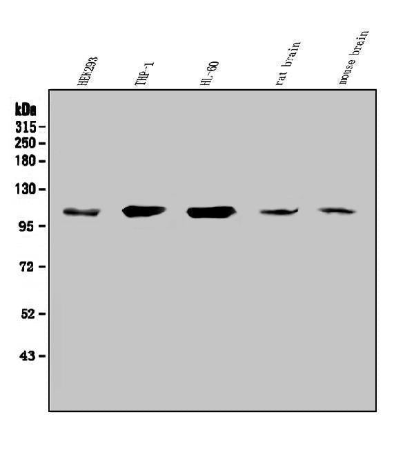 Anti-SEZ6L Antibody Picoband®