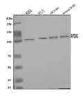 Anti-alpha Adaptin/AP2A1 Antibody Picoband®