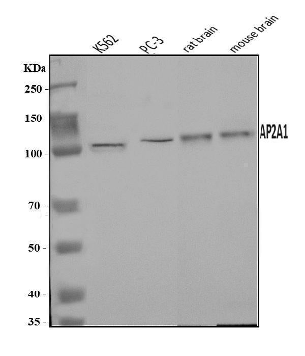 Anti-alpha Adaptin/AP2A1 Antibody Picoband®