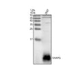 Anti-SNRPG Antibody Picoband®