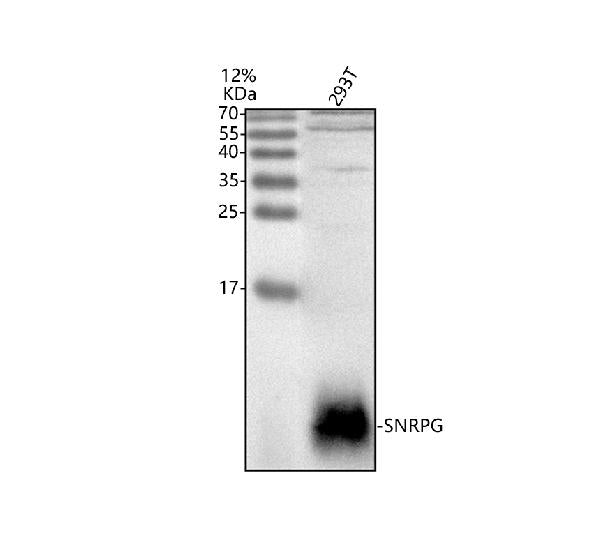 Anti-SNRPG Antibody Picoband®
