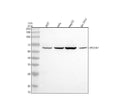 Anti-SPOCK2 Antibody Picoband®