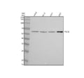 Anti-POLM Antibody Picoband®
