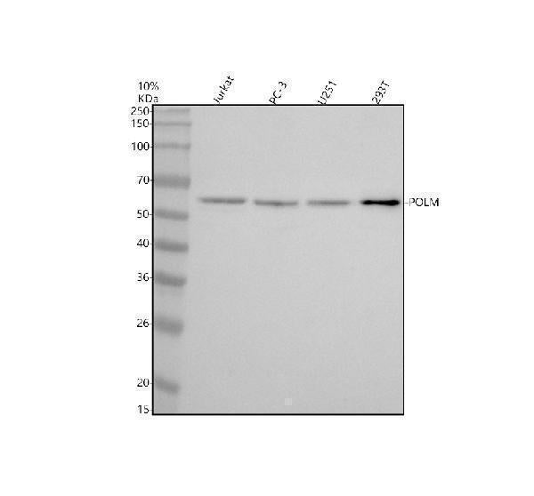 Anti-POLM Antibody Picoband®