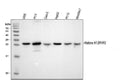 Anti-Histone H1.0/H1F0 Antibody Picoband®