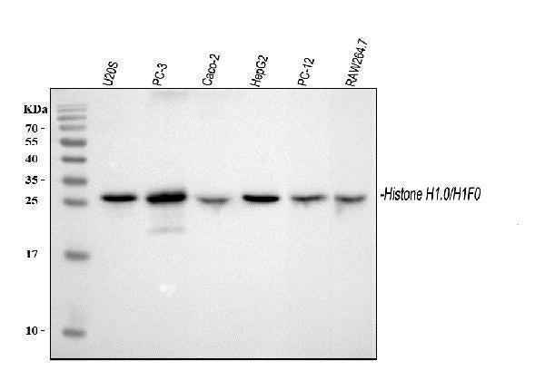 Anti-Histone H1.0/H1F0 Antibody Picoband®
