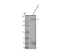 Anti-PLB1 Antibody Picoband®