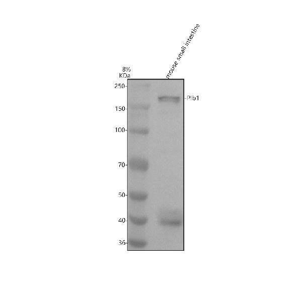 Anti-PLB1 Antibody Picoband®