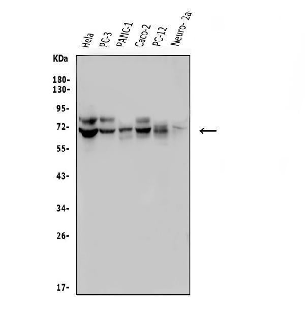 Anti-FRMD6/Willin Antibody Picoband®
