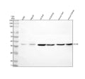 Anti-ADH6 Antibody Picoband®
