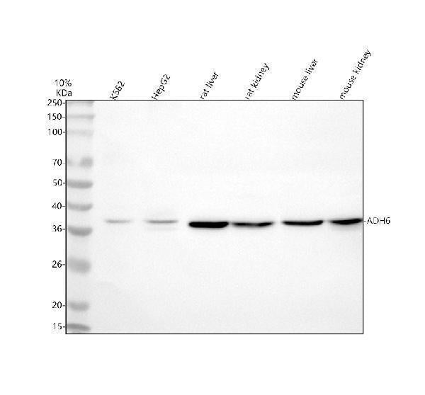 Anti-ADH6 Antibody Picoband®