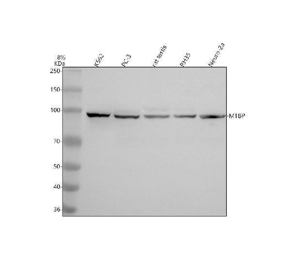 Anti-MTBP Antibody Picoband®