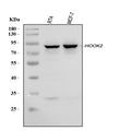 Anti-HOOK2 Antibody Picoband®