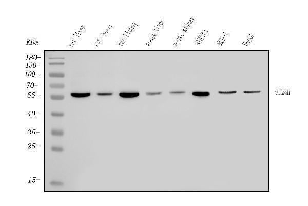 Anti-ALDH6A1 Antibody Picoband®