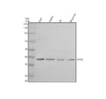 Anti-OPN5 Antibody Picoband®