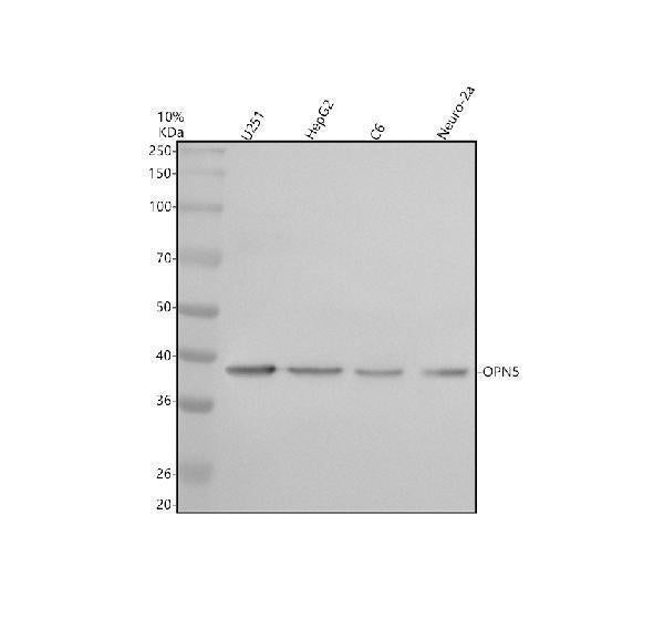 Anti-OPN5 Antibody Picoband®