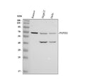 Anti-PAPSS1 Antibody Picoband®