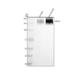 Anti-NRXN2 Antibody Picoband®