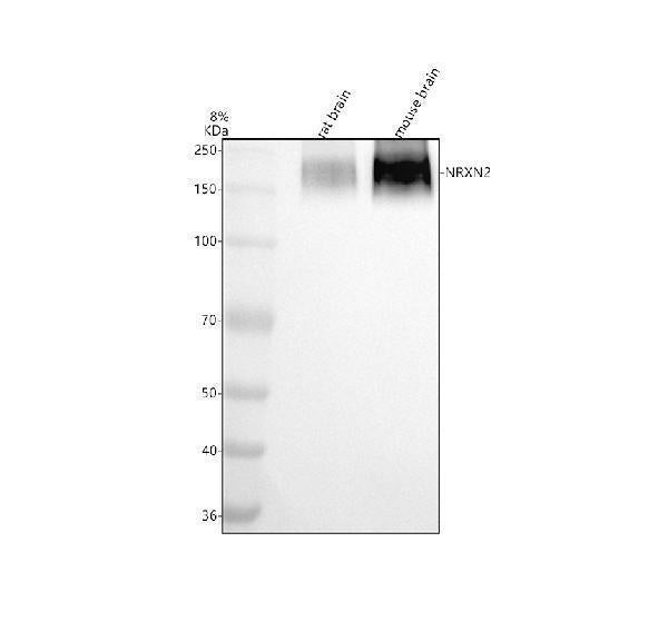 Anti-NRXN2 Antibody Picoband®