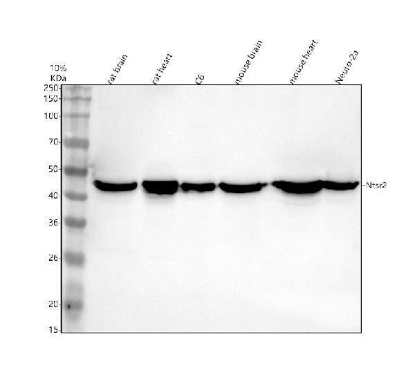 Anti-NTSR2 Antibody Picoband®